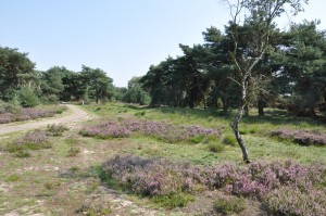 landschapsbeeld Bosoverheide